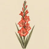 Hand-illustrated Gladiolus birth flower for August