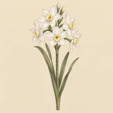 Hand-illustrated Narcissus (Paperwhite) birth flower for December