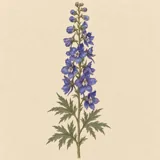 Hand-illustrated Larkspur birth flower for July