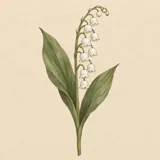 Hand-illustrated Lily of the Valley birth flower for May