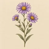 Hand-illustrated Aster birth flower for September
